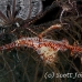 pipefish_ghost_ornate_pb_sb_h_0091_kom5526.jpg